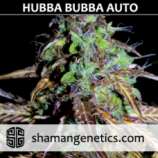 Shaman Genetics Hubba Bubba Auto