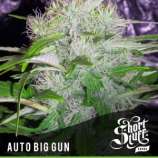 Short Stuff Seedbank Auto Big Gun