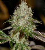 Sin City Seeds Alien Nightmare