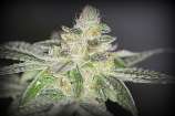 Sin City Seeds Buddhas On Moonshine