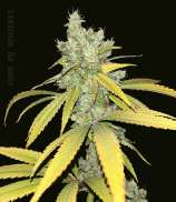 Skunk Devil Genetics Lucy's Choice