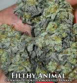 Skunk House Genetics Filthy Animal