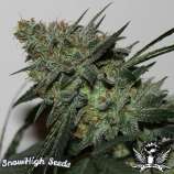 SnowHigh Seeds Hells Angel