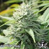 SnowHigh Seeds Moon Walker