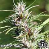 SnowHigh Seeds Panama Black