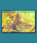 SnowHigh Seeds Platinum Bubble Kush