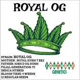 South Bay Genetics Royal OG