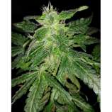 Southern Star Seeds Skunk Star