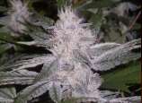 Space GenetiX Lavender Glue