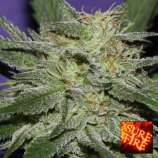 Sure Fire Seeds Bluedawg