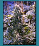 Swami Organic Seed Kahuna Bud x Cherry Bomb