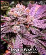 Swamp Boys Seeds Tasty Waves