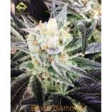 Swamp Donkey Seeds Blood Diamond