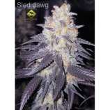 Swamp Donkey Seeds Sled Dawg