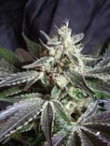 Sweet Seeds Black Jack