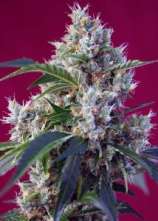 Sweet Seeds Indigo Berry Kush