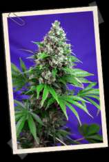 Sweet Seeds Killer Kush F1 Fast Version