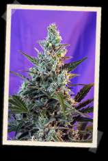 Sweet Seeds Sweet Skunk F1 Fast Version