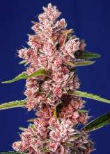 Sweet Seeds Tropicanna Poison Fast Version