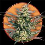 SwissSeeds Jaga