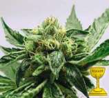 TH Seeds Mk-Ultra