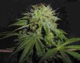 TH Seeds Stinky Pinky