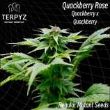 TerpyZ Mutant Genetics Quackberry Rose