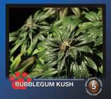 The Bulldog Seeds Bubblegum Kush