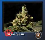 The Bulldog Seeds Citral Skunk