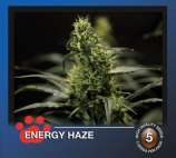 The Bulldog Seeds Energy Haze