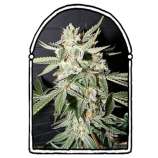 The KushBrothers Seeds Confidencial Medicine