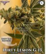 The Seed Kompany Dirty Lemon G-13