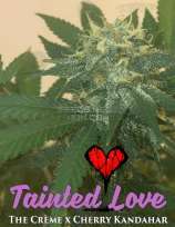 The Seed Kompany Tainted Love