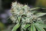 The Vault Seed Bank Fire & Brimstone OG