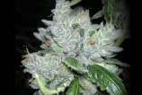 The Vault Seed Bank Hells Angels OG on Fire