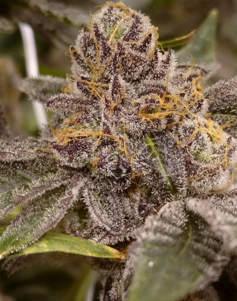 Peanut Butter Breath - NEST by Perch Harvests - Leafly