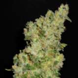 TreeTown Seeds Kush #1