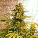 TreeTown Seeds OZone