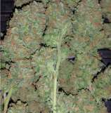 Treeology Genetics Treasure Eyeland