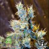 Trichome Jungle Seeds Shimla Haze