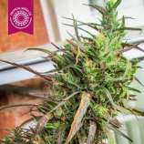 Tropical Seeds Company Hazey High