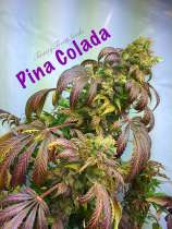 Twisty Seeds Pina Colada