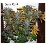 Underground Seeds Collective Sour’Kush