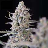 United Cannabis Seeds Blackberry Moonrocks