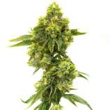 United Cannabis Seeds Gelato