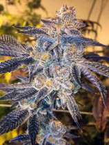 United Cannabis Seeds Girl Scout Cookies