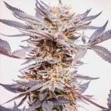 United Cannabis Seeds Granddaddy Purple