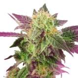 United Cannabis Seeds Pure Haze