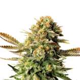 United Cannabis Seeds Scott OG