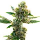 United Cannabis Seeds Triangle Kush